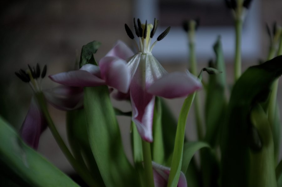 Fødselsdag, forårsblomster, fotokunst og puf